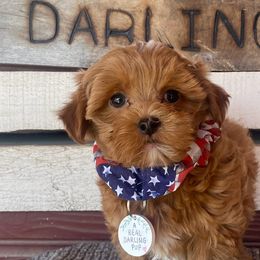 Companion Crosses, Mal-Shis, Maltipoos, and Morkies from Real Darling Pups