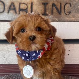 Companion Crosses, Mal-Shis, Maltipoos, and Morkies from Real Darling Pups