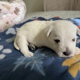 Lite Blue - White male West Highland White Terrier puppy in Boaz, Alabama from Creekside Westies