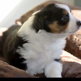 Aussiedoodle and Miniature Australian Shepherd Puppies from Craven’s Creakin’ Cedars Company