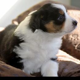 Aussiedoodle and Miniature Australian Shepherd Puppies from Craven’s Creakin’ Cedars Company