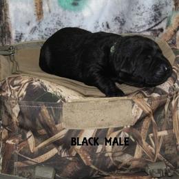 Labrador Retriever Puppies from Copper Creek Outfitters and Kennel