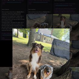 Australian Shepherd puppies from CT Aussies