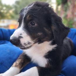 Sweet Pup's B Girl - Tri-color female Bernedoodle puppy in North Zulch, Texas from Sweet Pup Schnauzers