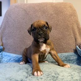 Boy 2 - Fawn male Boxer puppy in Prestonsburg, Kentucky from Bre’s Boxers