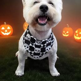 Stak - West Highland White Terrier