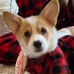 Pembroke Welsh Corgis from Clark’s Country Corgi’s