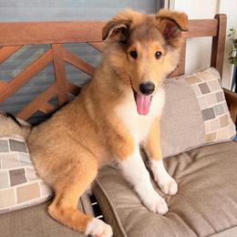 Amethyst - Sable and white female Collie puppy in Carencro, Louisiana from Cajun Bayou's Collies LLC