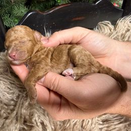 Maple - Sable female Bernedoodle puppy in Tyner, Kentucky from Good Dog Doodles