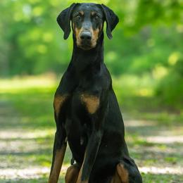 Christie - Doberman Pinscher