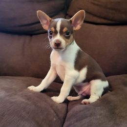 Rat Terrier Puppies from Country Rat Terriers