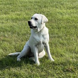 Jurni - Labrador Retriever