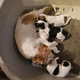 Female 2 - Tan and white female Jack Russell Terrier puppy in Ellendale, Delaware from Reynard Farm
