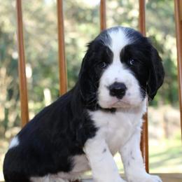 Fir - Black and white male English Springer Spaniel puppy in Lexington, South Carolina from House Tiner Springers
