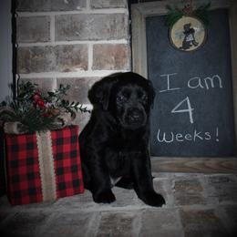 "Faye x Cain Whelped 12/1/20" Labrador Retriever Puppies from Triple L Labs & Co.
