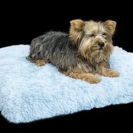 Yorkshire Terrier Puppies from Frances Hodges