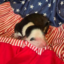 Glory - Tri-color female Border Collie puppy in Watsontown, Pennsylvania from Kate Gresham