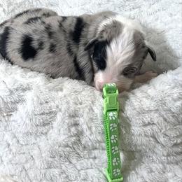 Tiffany - Blue merle female Australian Shepherd puppy in Vail, Iowa from Homegrown Huskies