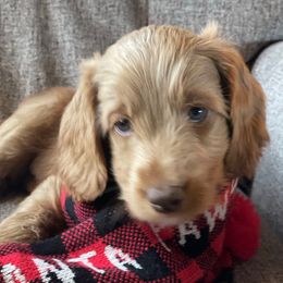 Copper - Caramel male Australian Labradoodle puppy in Eagle, Wisconsin from Fruitful Beginnings,LLC