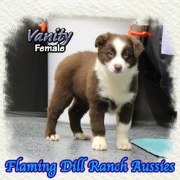 Vanity - Red & white female Miniature Australian Shepherd puppy in Forestburg, Texas from Flaming Dill Ranch Aussies