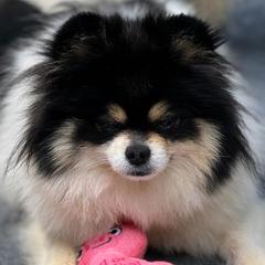Violet - Pomeranian