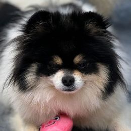 Violet - Pomeranian