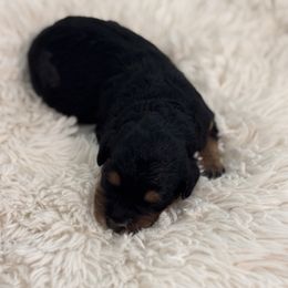 Bernedoodle Puppies from Reeces Pieces Puppies