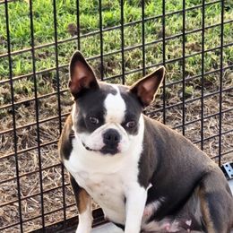 Sky - Boston Terrier