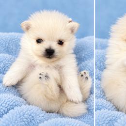 ASPEN KOREAN tiny - White male Pomeranian puppy in Orlando, Florida from Denise’s Puppies
