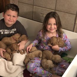 Goldendoodle Puppies from Cooley Doodles