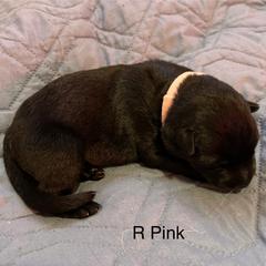 Girl 2 - German Shepherd puppy from Von Cluskey German Shepherds