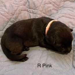 Girl 2 - German Shepherd puppy from Von Cluskey German Shepherds