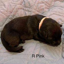 Girl 2 - German Shepherd puppy from Von Cluskey German Shepherds