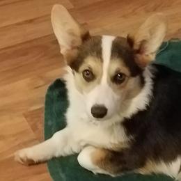 Pembroke Welsh Corgi Puppies from Main Street Corgis