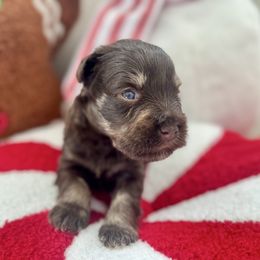 Boy 1 - Liver male Miniature Schnauzer puppy in Independence, Missouri from Crown Schnauzers KC
