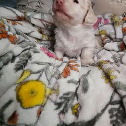 Girl 2 - Cream female Dachshund puppy in Lebanon, Oregon from Willow Moons Dachshunds
