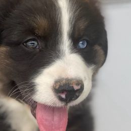Rose-Full tail and two different colored eyes! Optional one month training available. - Black tri-color Australian Shepherd puppy in Penrose, Colorado from Best Friend Aussies