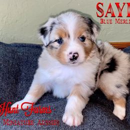 Australian Shepherd, Miniature Australian Shepherd, and Toy Australian Shepherd Puppies from Hunt Farms Mini Aussies