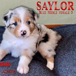 Australian Shepherd, Miniature Australian Shepherd, and Toy Australian Shepherd Puppies from Hunt Farms Mini Aussies