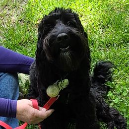 Pearle - Cockapoo