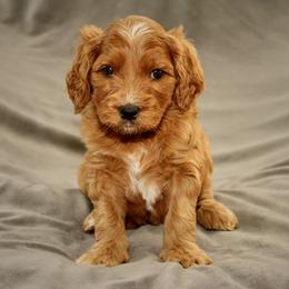 Willow - Red female Australian Labradoodle puppy in Stanwood, Washington from Victoria Creek Australian Labradoodles