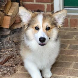 Celie, I'm a Fluffy - Red female Pembroke Welsh Corgi puppy in Powhatan, Virginia from Ranch Hand Corgis