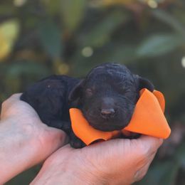 Dawdle - Orange Collar - Black male Poodle puppy in Springfield, Oregon from Valaurah Farms
