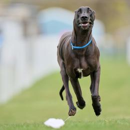 Katana - Great Dane