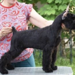 Giant Schnauzer Puppies from Jordan Giant Schnauzers