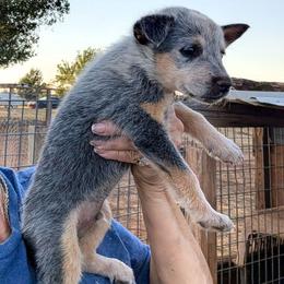 Boy 1 - Blue mottled male Australian Cattle Dog puppy in Choctaw, Oklahoma from Karen Elliott