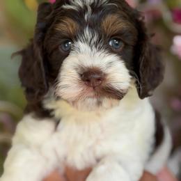 Vanessa - Brown and white female Cockapoo puppy in Yuciapa, California from AlltheDoodlez_