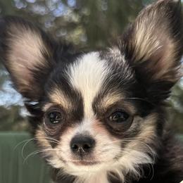 Tandy - Black and tan female Chihuahua puppy in Northboro, Iowa from So Sweet Chihuahuas