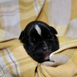 Devil's Advocate - Brindle male Boxer puppy in Selmer, Tennessee from RBF