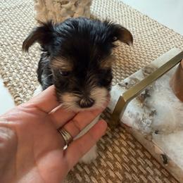 Rapunzel - Black tan and white female Biewer Terrier puppy in Cartersville, Georgia from Alpha Tiny Paws